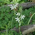 Ornithogalum nutans, Jim McKenney [Shift+click to enlarge, Click to go to wiki entry]