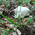 Ornithogalum oligophyllum, Oron Peri [Shift+click to enlarge, Click to go to wiki entry]