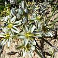Ornithogalum polyphyllum, Spoegrivier, Cameron McMaster [Shift+click to enlarge, Click to go to wiki entry]