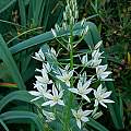 Ornithogalum ponticum, Kathleen Sayce [Shift+click to enlarge, Click to go to wiki entry]