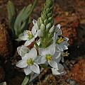 Ornithogalum pruinosum, Kamieskroon, Bob Rutemoeller [Shift+click to enlarge, Click to go to wiki entry]