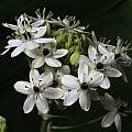 Ornithogalum sandersiae, Arnold Trachtenberg [Shift+click to enlarge, Click to go to wiki entry]