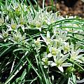 Ornithogalum sigmoideum, Oron Peri [Shift+click to enlarge, Click to go to wiki entry]