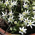 Ornithogalum sintenisii, Jane McGary [Shift+click to enlarge, Click to go to wiki entry]