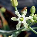 Ornithogalum neopatersonia, Digby Boswell Ornithogalum neopatersonia, Digby Boswell