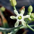 Ornithogalum sp., Digby Boswell