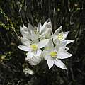 Ornithogalum synanthiifolium, Andriesberg, Cameron McMaster [Shift+click to enlarge, Click to go to wiki entry]