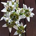 Ornithogalum thyrsoides, Rimmer de Vries [Shift+click to enlarge, Click to go to wiki entry]