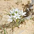 Ornithogalum trichophyllum, Oron Peri [Shift+click to enlarge, Click to go to wiki entry]