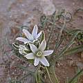 Ornithogalum trichophyllum with curled leaves, Gideon Pisanty