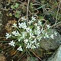 Ornithogalum umbellatum, Angelo Porcelli [Shift+click to enlarge, Click to go to wiki entry]