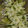 Ornithogalum xanthochlorum, Andrew Harvie [Shift+click to enlarge, Click to go to wiki entry]