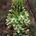 Ornithogalum xanthochlorum, Mary Sue Ittner [Shift+click to enlarge, Click to go to wiki entry]