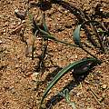 Ornithoglossum sp., Namaqualand, Mary Sue Ittner