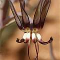 Ornithoglossum vulgare, Namaqualand, Andrew Harvie
