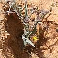 Ornithoglossum vulgare, Namaqualand, Andrew Harvie
