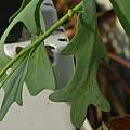 Othonna cakilifolia, Arnold Trachtenberg