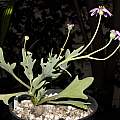 Othonna cakilifolia, Dylan Hannon