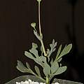 Othonna cakilifolia, Dylan Hannon