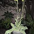 Othonna macrophylla, Dylan Hannon