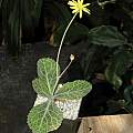 Othonna ovalifolia, Dylan Hannon