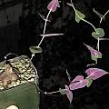 Othonna perfoliata, Dylan Hannon