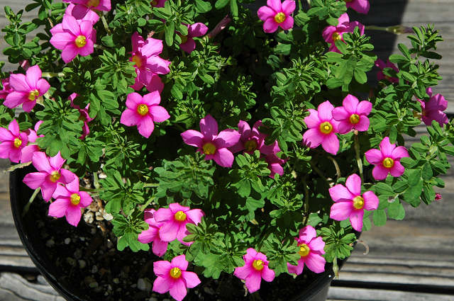 FLOWERING PLANT. RARE SOUTH AFRICAN BULB OXALIS HIRTA 'LILAC'