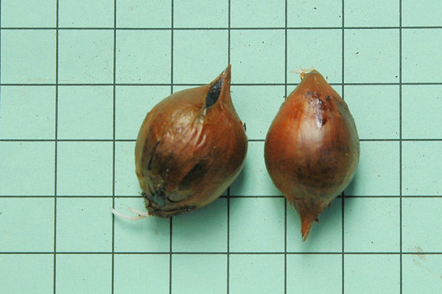 Image of Oxalis purpurea bulbs