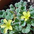 Oxalis melanosticta 'Ken Aslet', Lyn Edwards