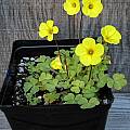 Oxalis compressa, Mary Sue Ittner [Shift+click to enlarge, Click to go to wiki entry]