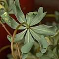 Oxalis adenophylla leaves, David Pilling