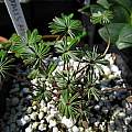 Oxalis adenophylla, Argentina form, Nhu Nguyen