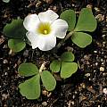 Oxalis ambigua MV4967, Mary Sue Ittner [Shift+click to enlarge, Click to go to wiki entry]
