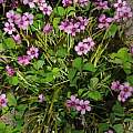 Oxalis articulata ssp. rubra, Nhu Nguyen [Shift+click to enlarge, Click to go to wiki entry]