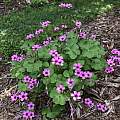 Oxalis articulata, Nicholas Plummer Oxalis articulata, Nicholas Plummer