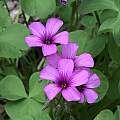 Oxalis articulata, Nicholas Plummer Oxalis articulata, Nicholas Plummer