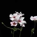 Oxalis articulata 'Pink Dream', Nhu Nguyen