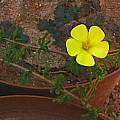 Oxalis clavifolia, Christiaan van Schalkwyk [Shift+click to enlarge, Click to go to wiki entry]
