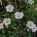 Oxalis comosa, Namaqualand, Mary Sue Ittner [Shift+click to enlarge, Click to go to wiki entry]