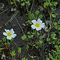 Oxalis dregei, Namaqualand, Bob Rutemoeller [Shift+click to enlarge, Click to go to wiki entry]