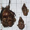 Oxalis exserta bulb, Christiaan van Schalkwyk