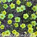 Oxalis flava var. fabaefolia, syn. Oxalis fabaefolia, Bill Dijk