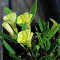 Oxalis fabaefolia, Mary Sue Ittner