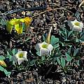 Oxalis flava, lupinifolia form, mixed colors, Mary Sue Ittner