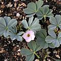 Oxalis flava, lupinifolia form, Mary Sue Ittner