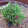 Oxalis flaviuscula var longifolia noon, Christiaan van Schalkwyk