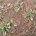 Oxalis flaviuscula var longifolia habitat, Christiaan van Schalkwyk