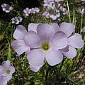 Oxalis floribunda ssp. ostenii, Nhu Nguyen [Shift+click to enlarge, Click to go to wiki entry]