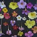 Oxalis flowers, Ron Vanderhoff