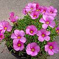Oxalis glabra, Lyn Edwards [Shift+click to enlarge, Click to go to wiki entry]